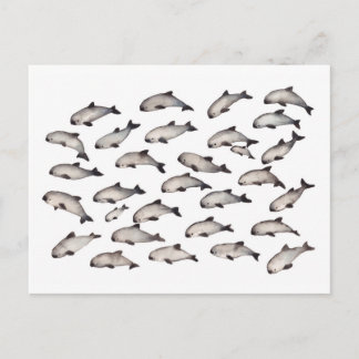 30 vaquita porpoise dolphin postcard