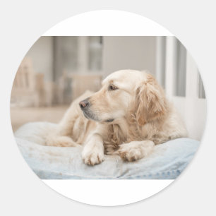 34137641_xxl classic round sticker
