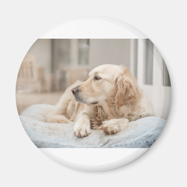 34137641_xxl magnet (Front)