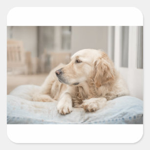 34137641_xxl square sticker