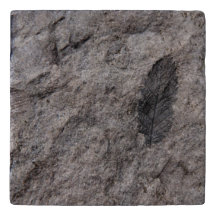 350 Million Yr. Old Plant Fossil Designed