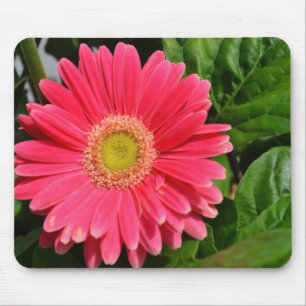 365flower Gerbera Daisies Mouse Pad