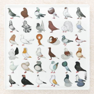36 Pigeon Breeds Glass Coaster