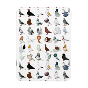 36 Pigeon Breeds Magnet