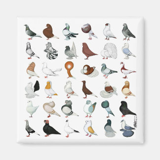 36 Pigeon Breeds Magnet