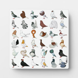 36 Pigeon Breeds Plaque