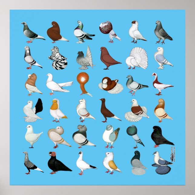 36 Pigeon Breeds Poster (Front)