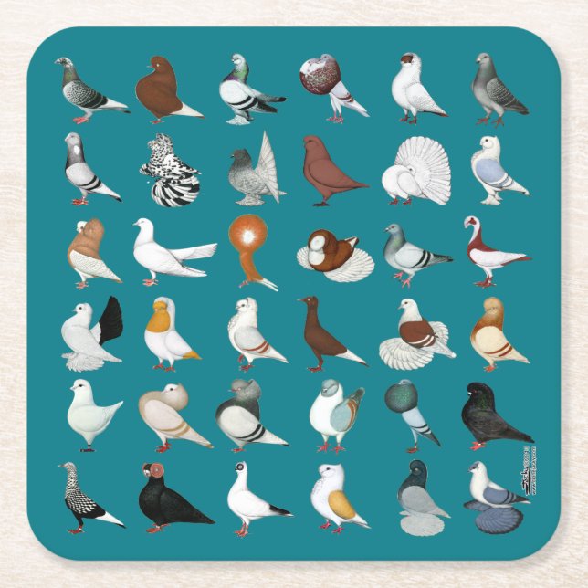 36 Pigeon Breeds Square Paper Coaster (Front)