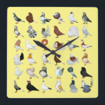 36 Pigeon Breeds Square Wall Clock<br><div class="desc">The world is full of hundreds of varieties and colours of domestic pigeons... here is but a sample!</div>