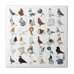 36 Pigeon Breeds Tile<br><div class="desc">The world is full of hundreds of varieties and colours of domestic pigeons... here is but a sample!</div>