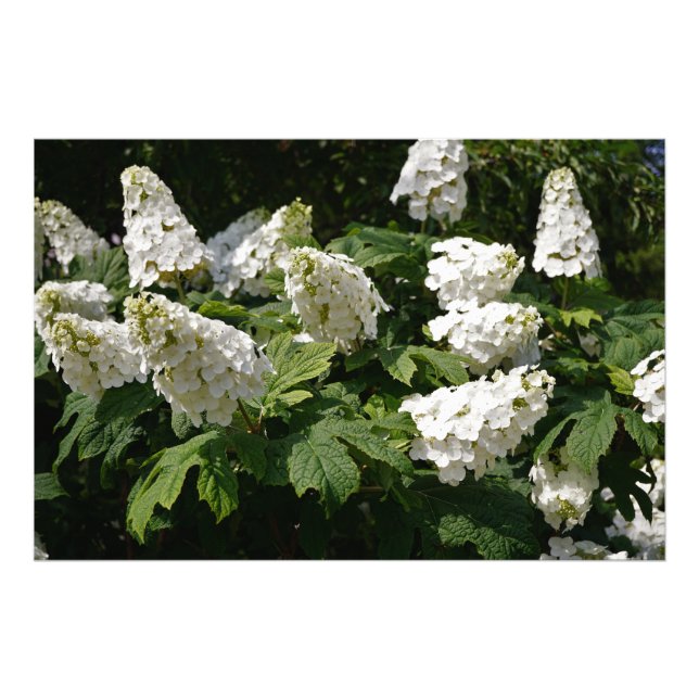36"x24" Oakleaf Hydrangea Photo Print (Front)