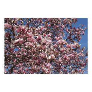 36"x24" Pink Magnolia Photo Print
