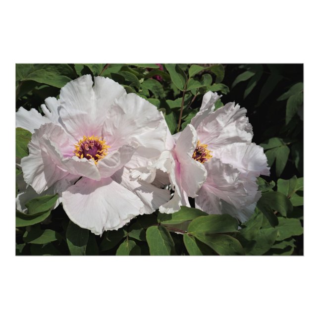 36"x24" Tree Peonies Photo Print (Front)