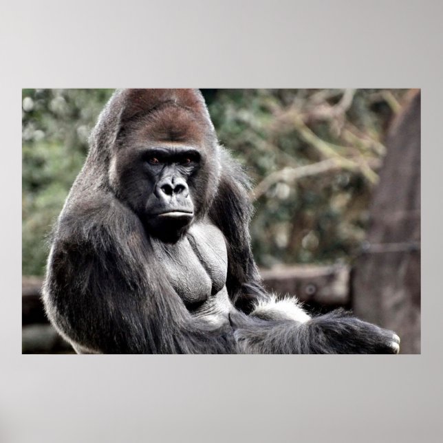 36 X 24 GORILLA PREMIUM CANVAS GLOSS POSTER (Front)