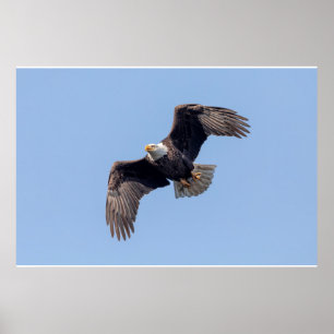 36x24 Bald Eagle in flight Poster