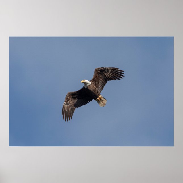 36x24 Bald Eagle in Flight Poster (Front)