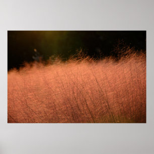 36x24 Pink Muhly Jeju-do South Korea Photo Print