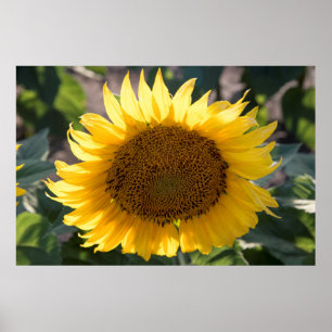 36x24 Wall Poster
