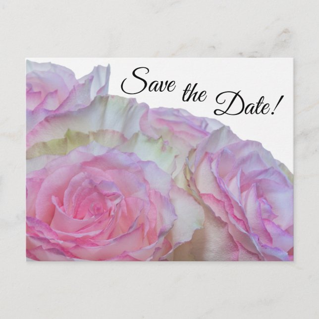 3998-White & Pink Roses Postcard (Front)