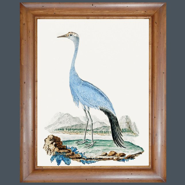  3 0f 6, Set of 6 18th Century Audubon Paintings Poster (Creator Uploaded)