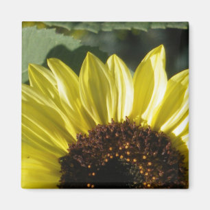 3/4 Sunflower Magnet