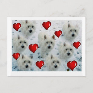 3.5 2.7 westie hearts new xvz 3.5 2.7 z.jpg postcard