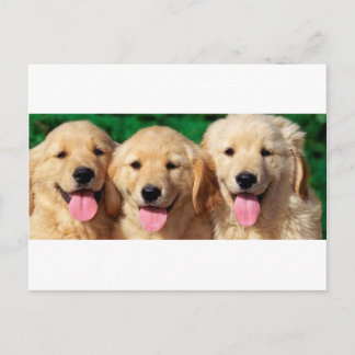 3 Amigos Postcard