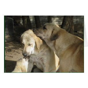 3 anatolian shepherds