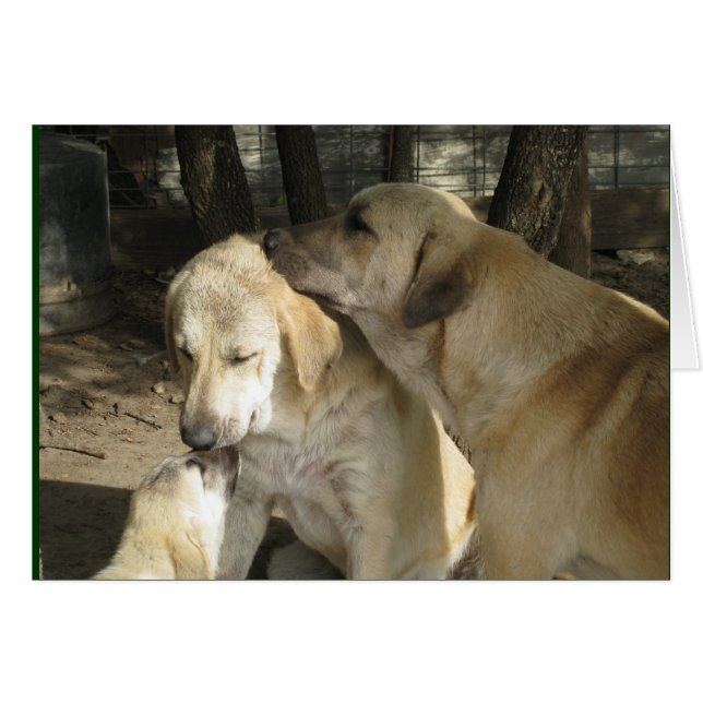 3 anatolian shepherds (Front Horizontal)