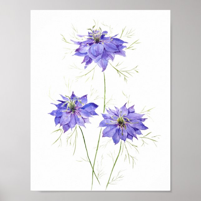 3 blue purple nigella flower flowers wildflower  poster (Front)