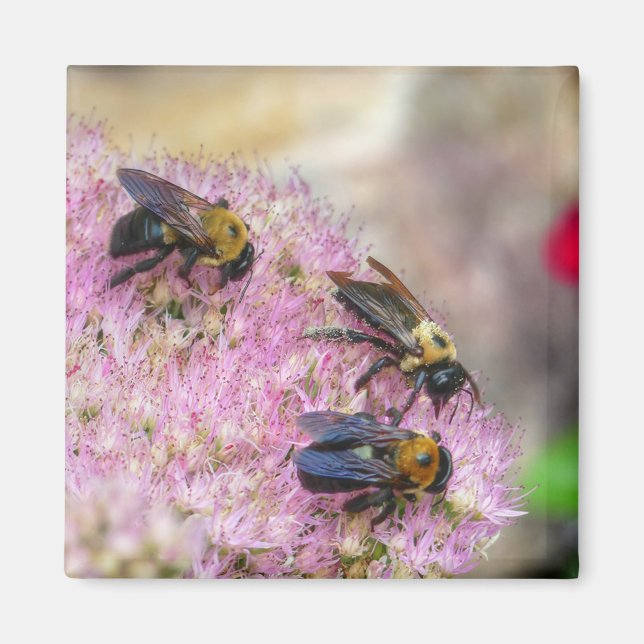 3 Bumblebees Magnet (Front)