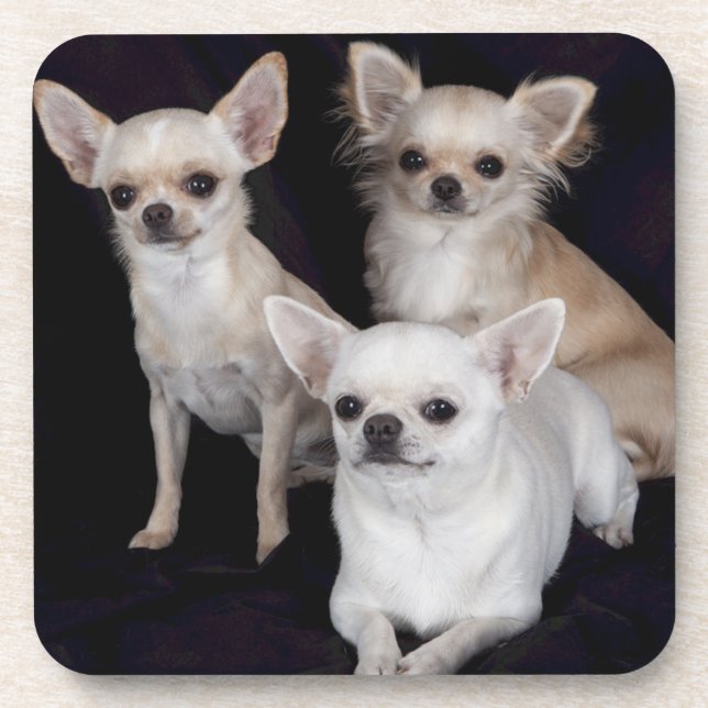 3 chihuahuas coaster (Front)
