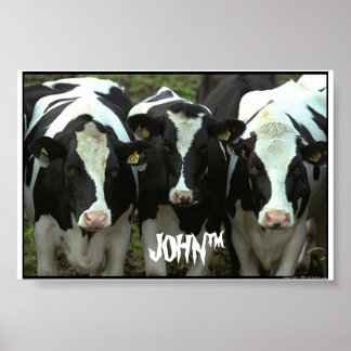 3 cow poster