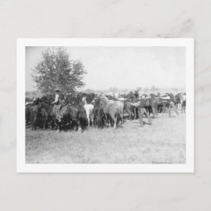 3 Cowboys Roping Horses PhotographSouth Dakota Postcard