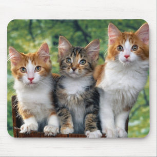 3-cute-kittens-with-nature-backgrounds_jpg mouse pad