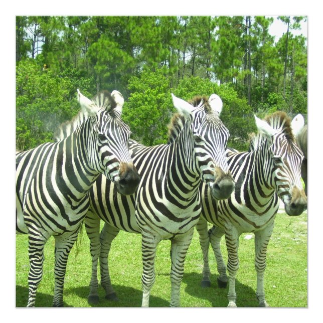 3 Cute Zebras Photo Print (Front)