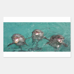 3 Dolphins Rectangular Sticker