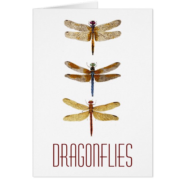 3 Dragonflies (Front)