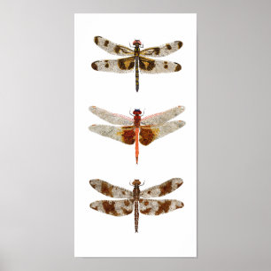 3 Dragonflies on Canvas Poster