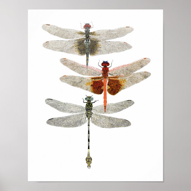 3 Dragonfly Art Poster (Front)