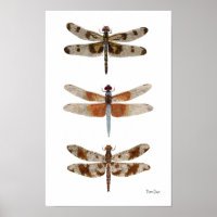 3 Dragonfly Species Art Poster