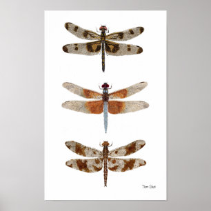 3 Dragonfly Species Art Poster