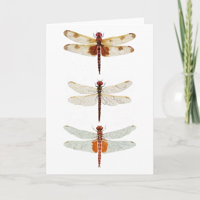 3 Dragonfly Species Notecard (Front)