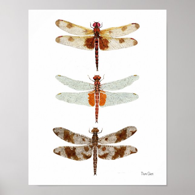 3 Dragonfly Species Poster (Front)