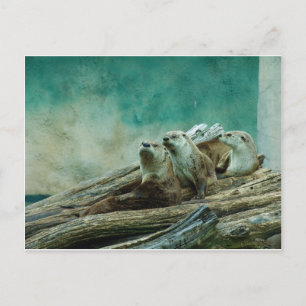 3 funny otters in a beautiful background of colour postcard