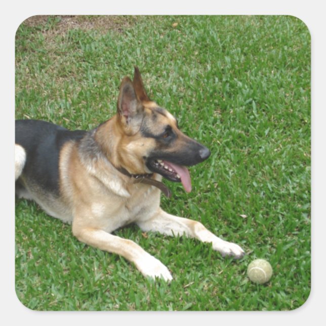 3 german-shepherd-laying.png square sticker (Front)