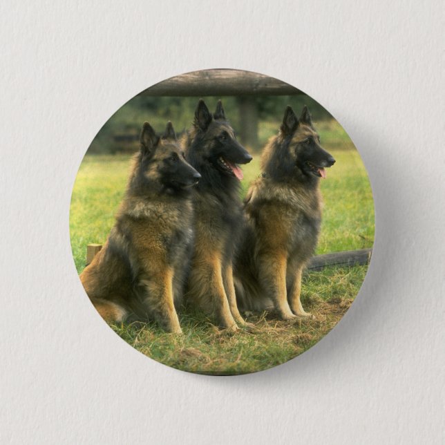 3-German Shepherds 6 Cm Round Badge (Front)