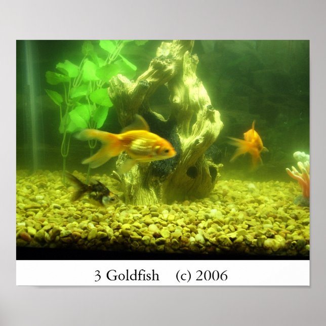 3 Goldfish Poster (Front)