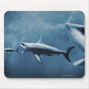 3 Great white sharks (Carcharodon carcharias) Mouse Pad