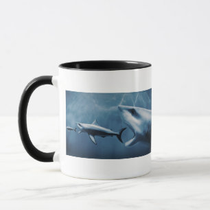 3 Great white sharks (Carcharodon carcharias) Mug